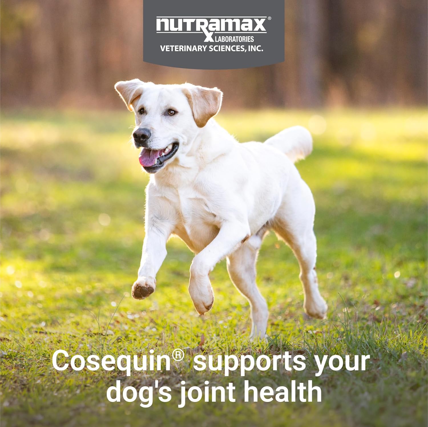 Cosequin Joint Supplement for Dogs photo 3