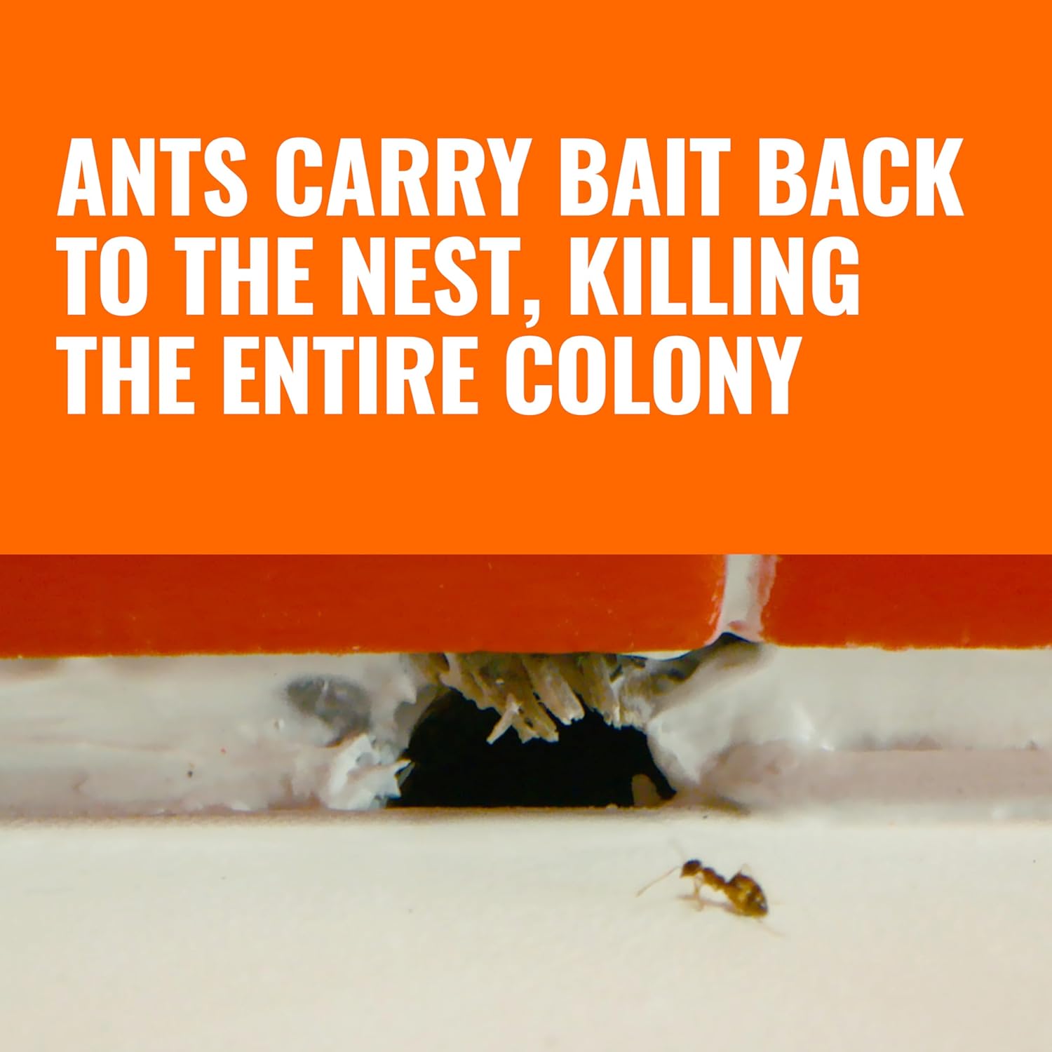 Terro Ant Killer Bait Stations photo 3